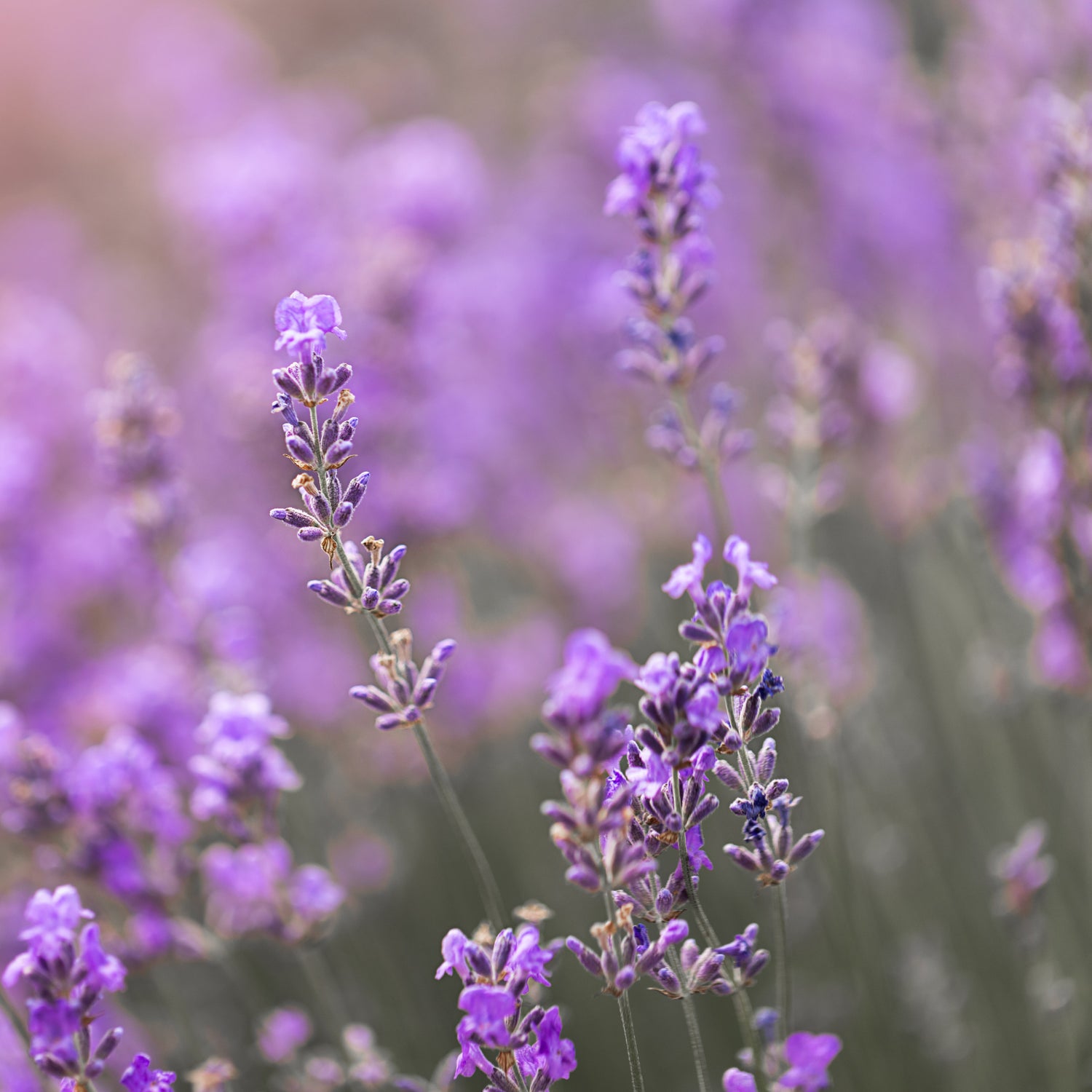 Lavanda Ritual